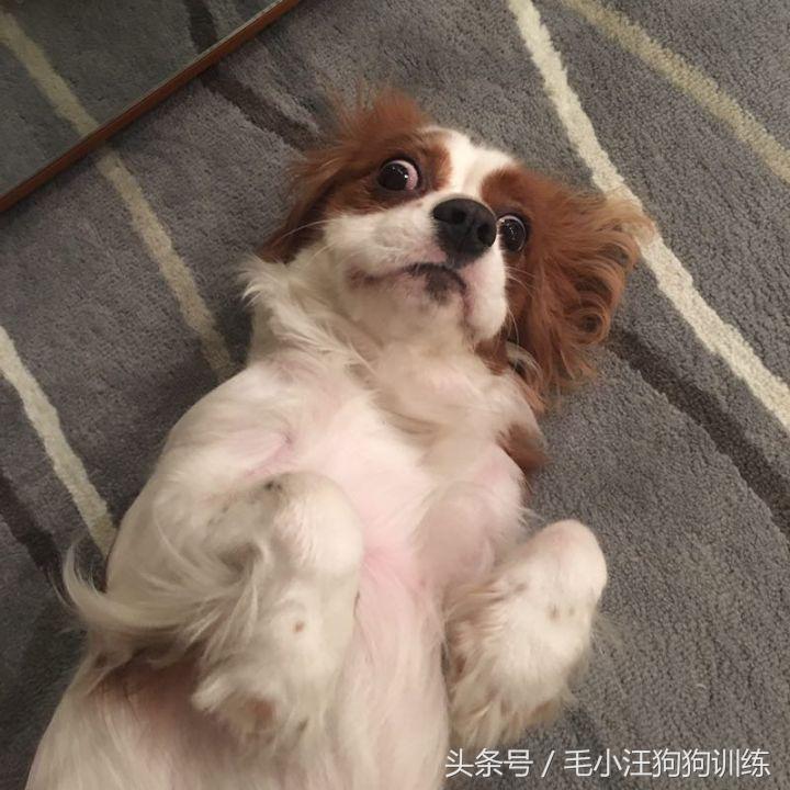 骑士查理小猎犬优缺点,养骑士查理王猎犬是什么样的体验