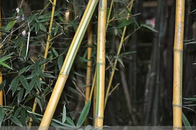 东北能种的竹子,26种竹子大全