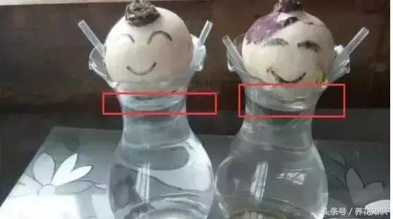 铁树的根全部烂了还能救活吗,发财树根烂了怎么救活有效