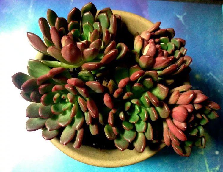 做足了功课养多肉,不用操心就能养好的多肉