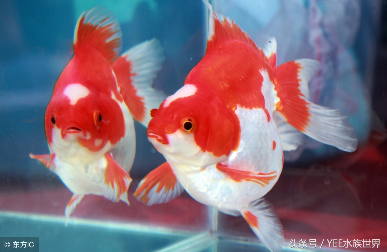 金鱼怎么才能看出水质好坏,观赏金鱼对水质有要求吗