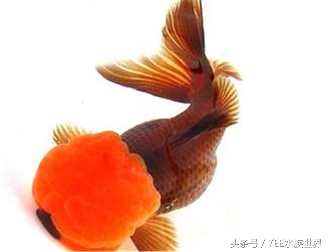 金鱼怎么才能看出水质好坏,观赏金鱼对水质有要求吗