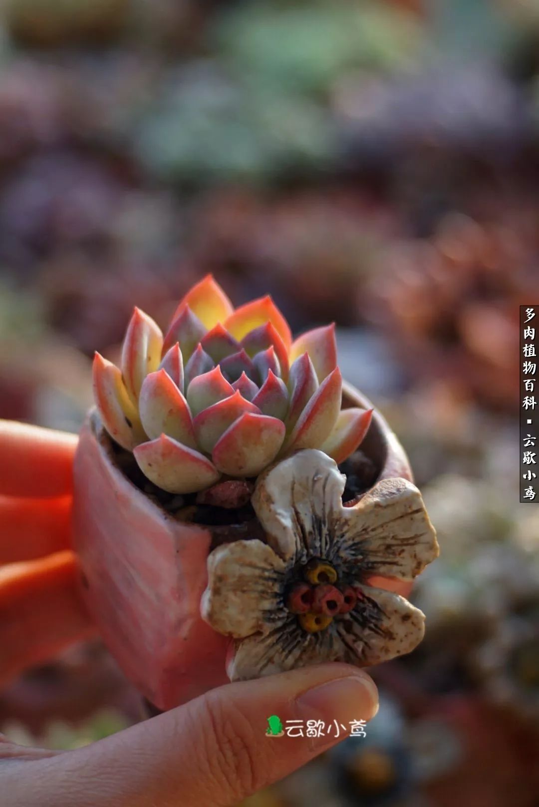 不负人间风月,不负人间风月创作的原声