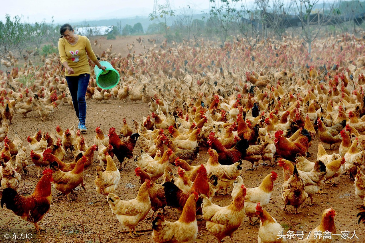 养鸡呼噜怎么治,养鸡怎么解决公鸡打鸣的问题