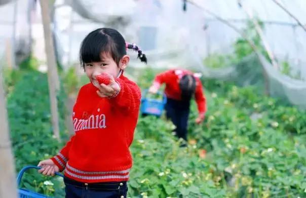 武汉比较靠谱的摘草莓基地,武汉市黄陂区摘草莓地方