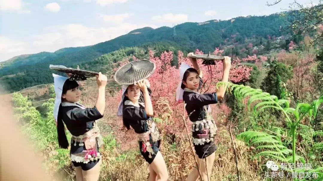 美丽的樱花谷美景,樱花谷美丽的好地方