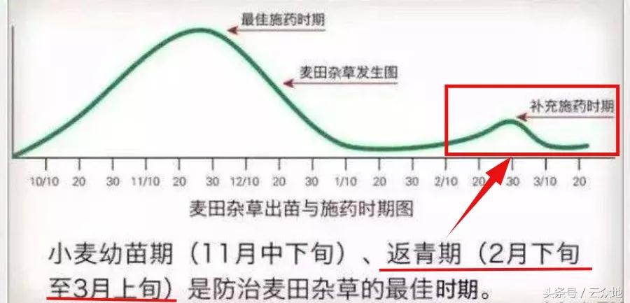 小麦除草关键时期问题多,怎么对症下药?这除草技巧一定不能错过