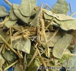 肝胆湿热肝火旺吃什么中药,肝胆湿热肝火旺喝什么茶好