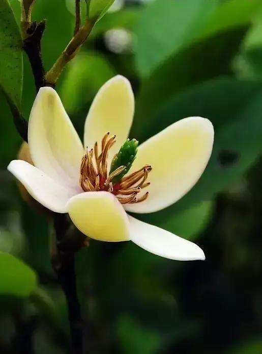 100种常年开花的植物,适合在家一年四季开花的植物