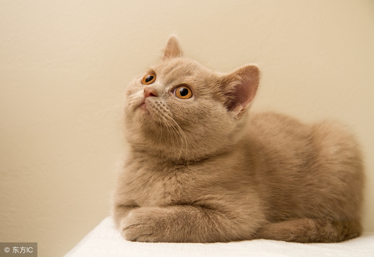 给猫咪体外驱虫正确手法跟操作,怎样给猫咪做体内外驱虫教学视频