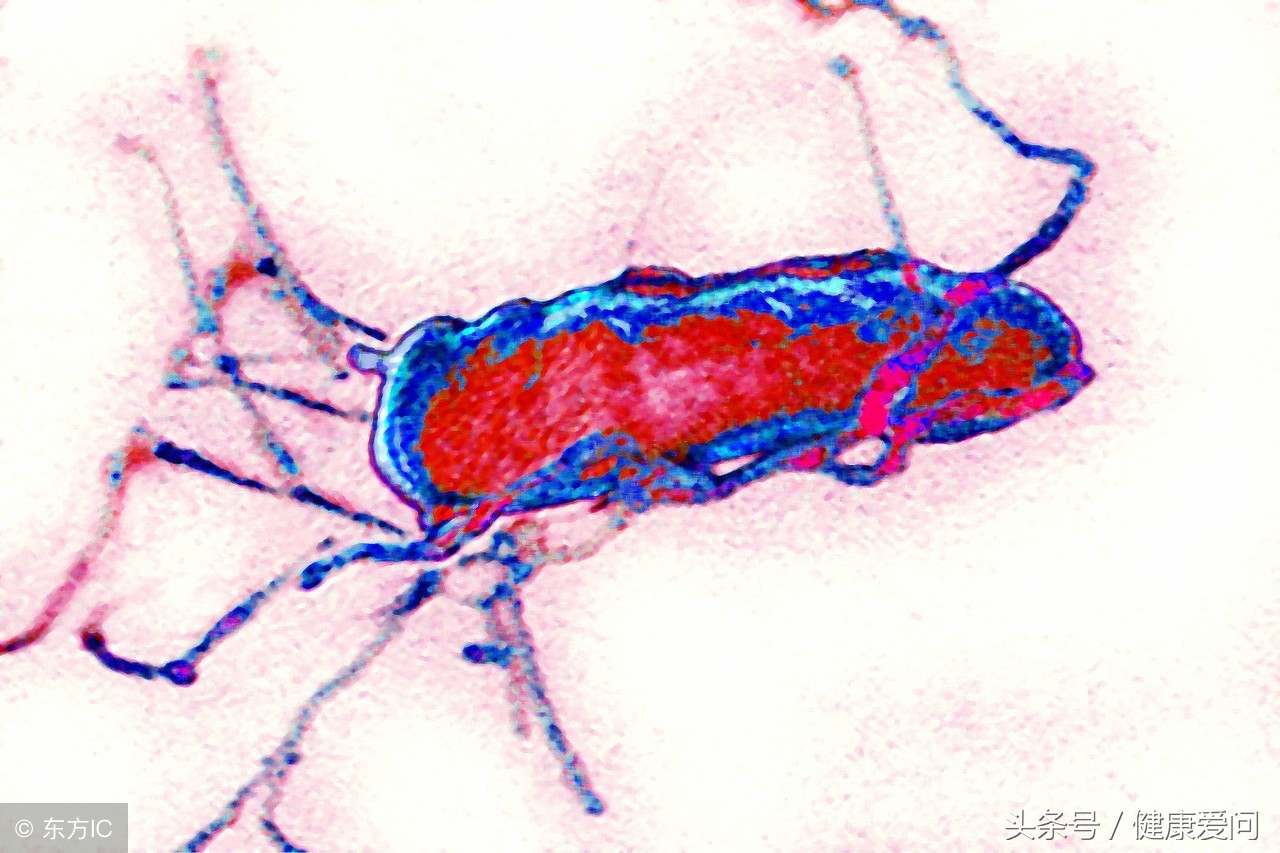 得了大肠杆菌肚子疼,大肠杆菌超标引起肚子痛怎么办
