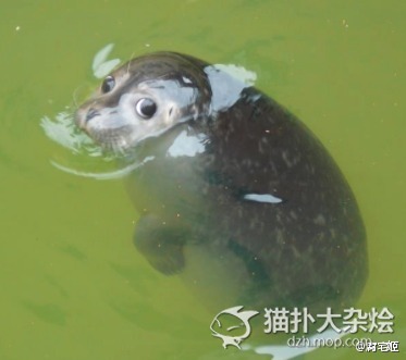 办公室痔疮搞笑段子,搞笑段子痔疮手术