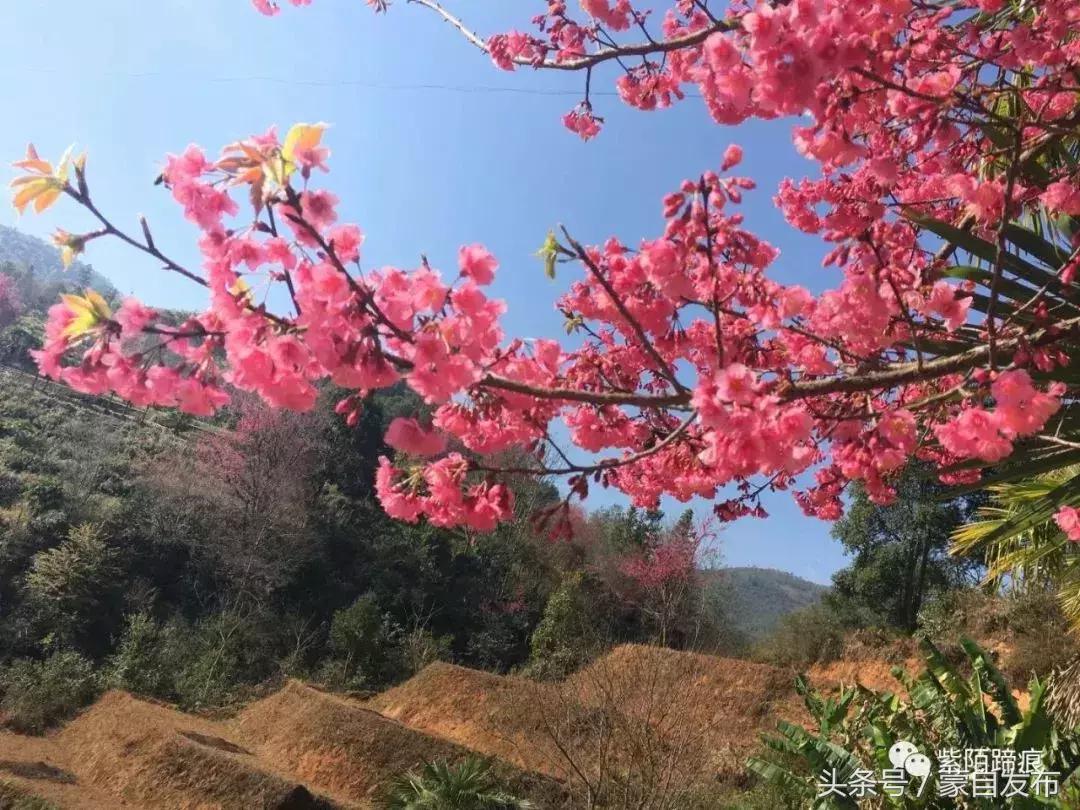 美丽的樱花谷美景,樱花谷美丽的好地方