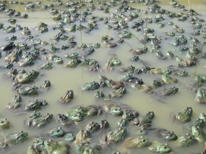 养牛蛙最新规定现在牛蛙行情,现在养殖牛蛙行情怎样