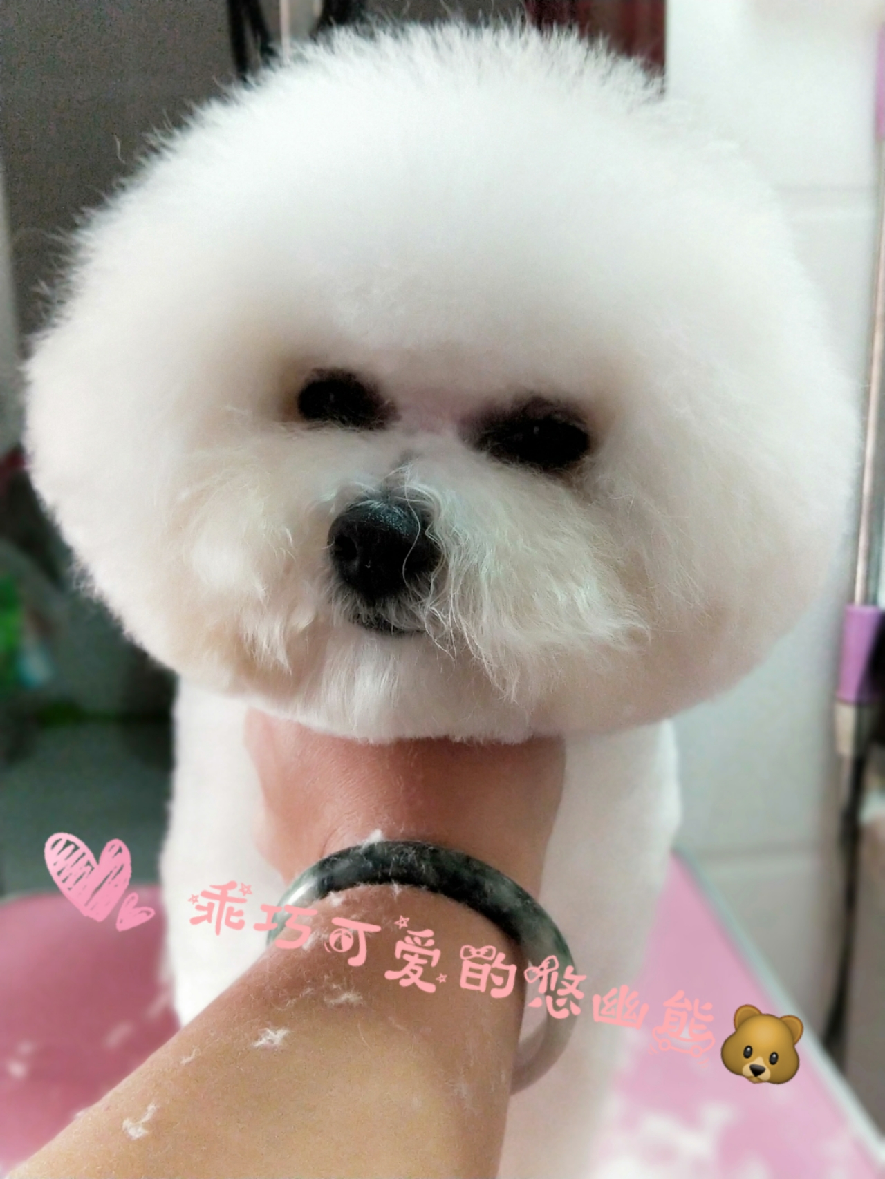 在网上买狗该怎么确定靠谱,在网上买狗真这么靠谱吗