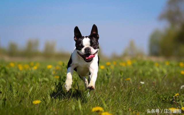 每日一狗搞笑,每日一狗二哈最新视频