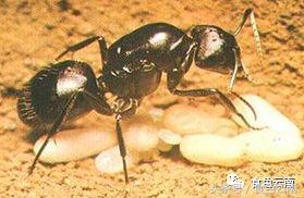 云南三只蚂蚁一道菜,云南三个蚊子一盘菜