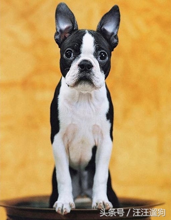 每日一狗二哈最新视频,每日一狗二哈全集