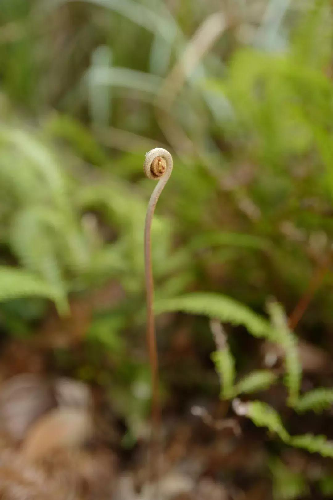 法国归来的插画师也难逃这片山林“诱惑”，夏天还想来看萤火虫