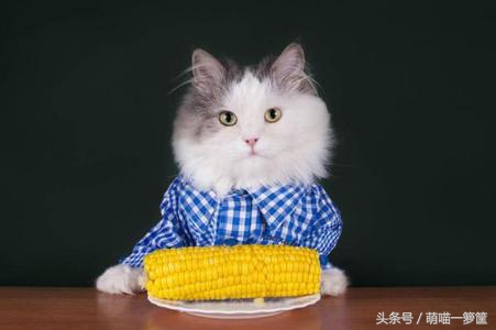 猫咪几天没吃饭了怎么办,猫咪一天没吃饭有问题吗