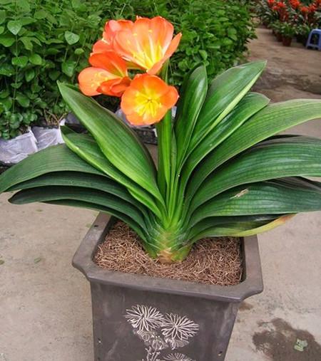 君子兰怎么才能一盆分10盆,君子兰一刀变10盆