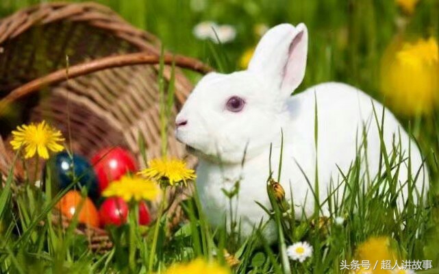 保家仙青龙仙,保家仙供鸡头的摆放位置