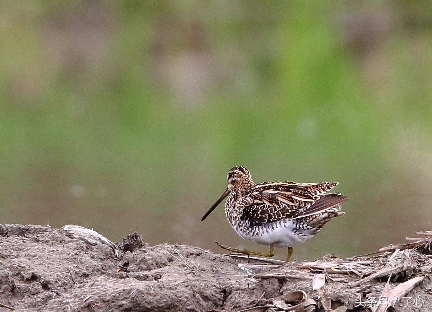 扇尾沙锥几月好抓,扇尾沙锥图片