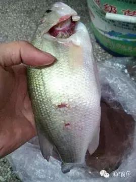 鱼类烂鳃病症状,鱼类烂鳃病致病机理