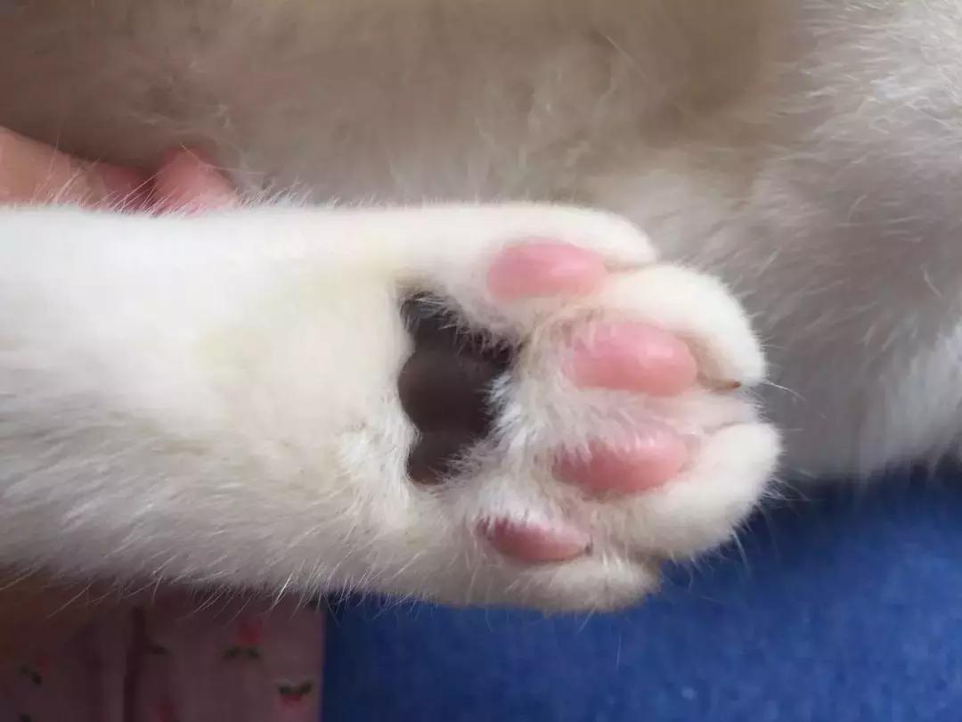 猫咪的肉垫可以萌到什么程度,猫咪的小肉垫起什么作用