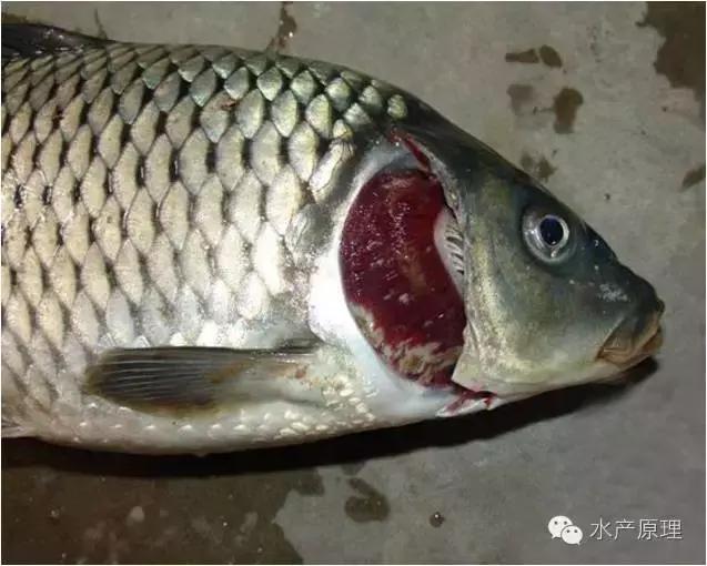 鱼类烂鳃病症状,鱼类烂鳃病致病机理