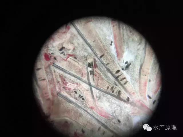 鱼类烂鳃病症状,鱼类烂鳃病致病机理