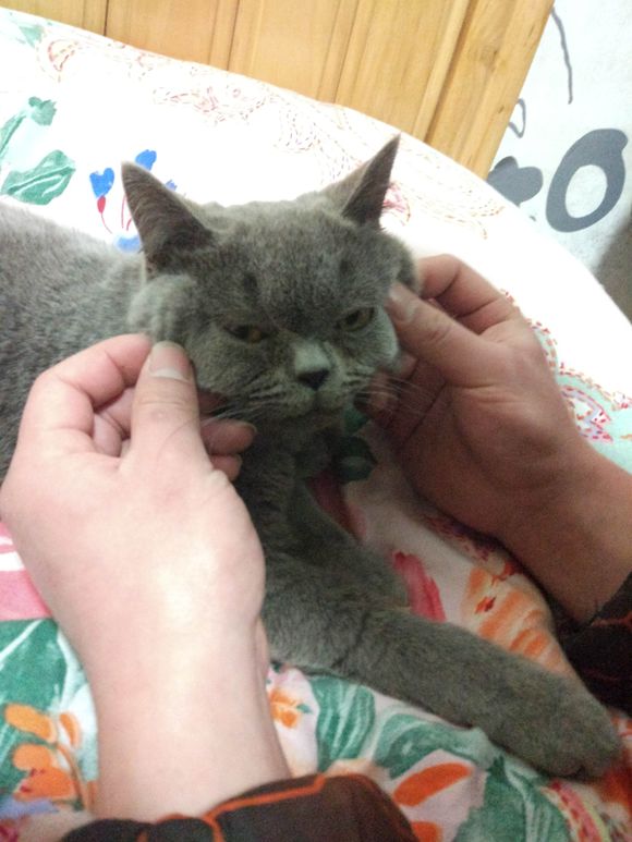 确诊猫传腹最佳方法,蓝猫知道要绝育对主人大喊大叫