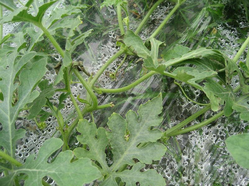 露天西瓜坐瓜期枯萎病怎么治疗,西瓜根施多菌灵能治枯萎病吗