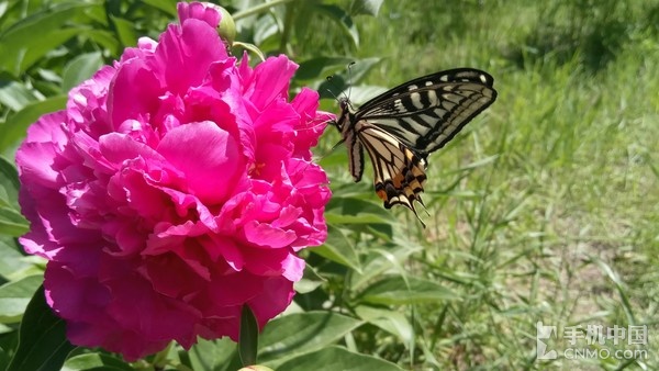 乐2手机的优点与缺点,乐2手机游戏测评