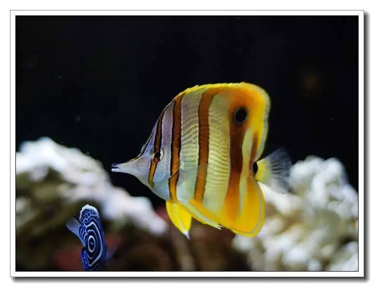 海水养殖鱼类疾病与防治手册内容,海水观赏鱼养殖技术书籍