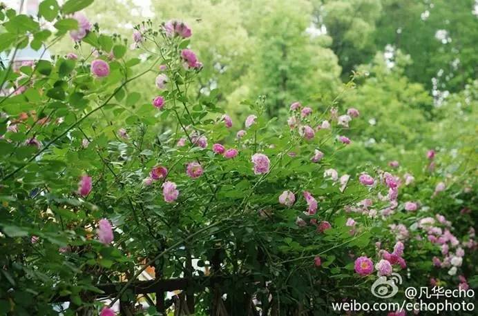 千年古街观前街,在观前街旁边的一条街叫什么