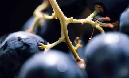 会存在小白虫的水果都有哪些,什么水果里面有小白虫