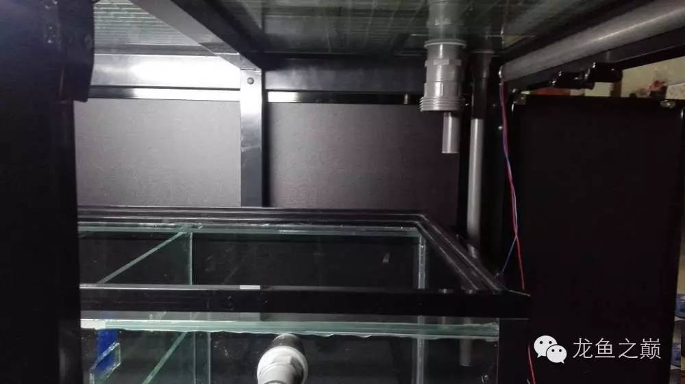 超级白，超会做，这才叫养鱼！