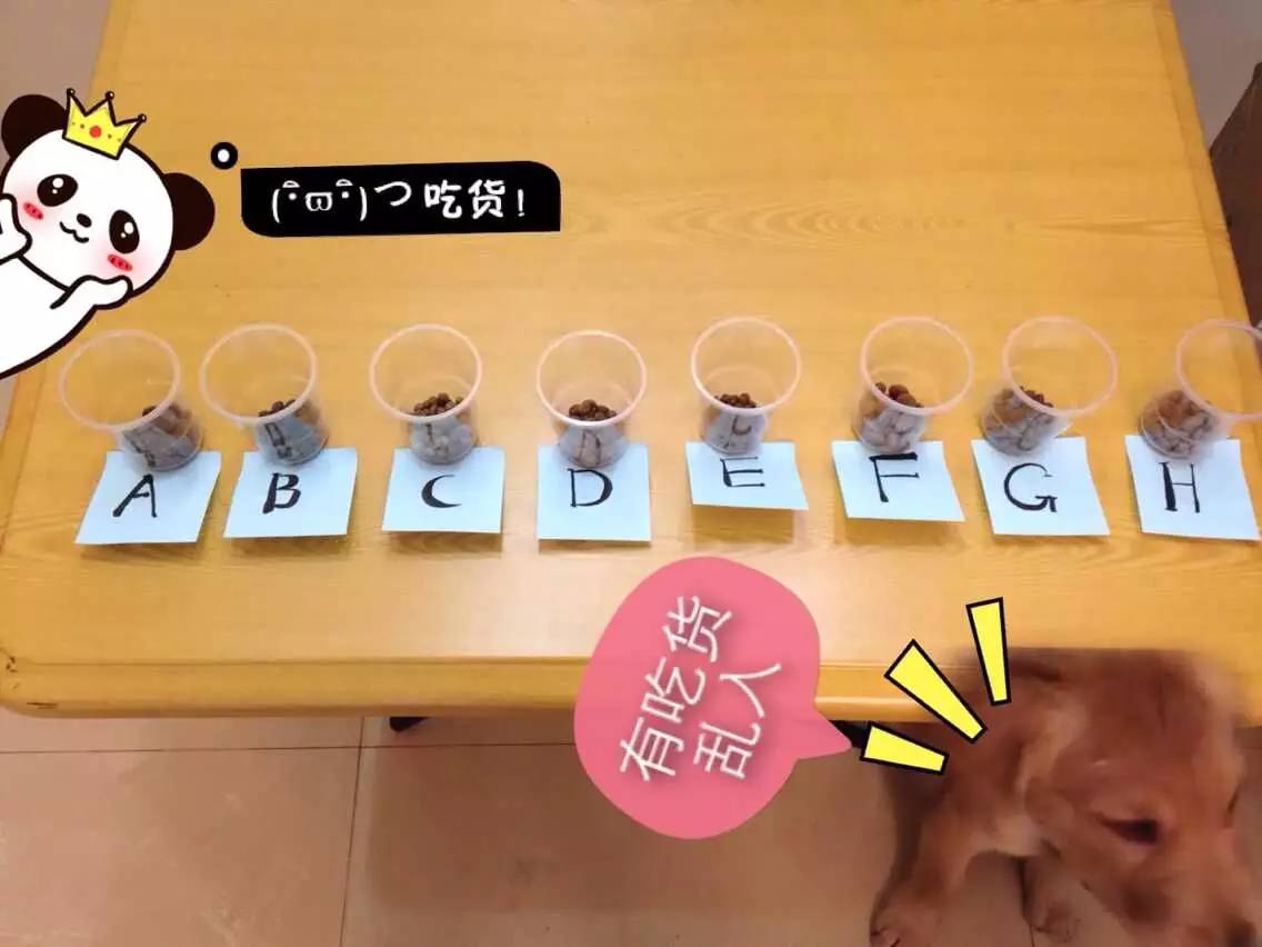 推荐几款好狗粮,2023热门狗粮测评