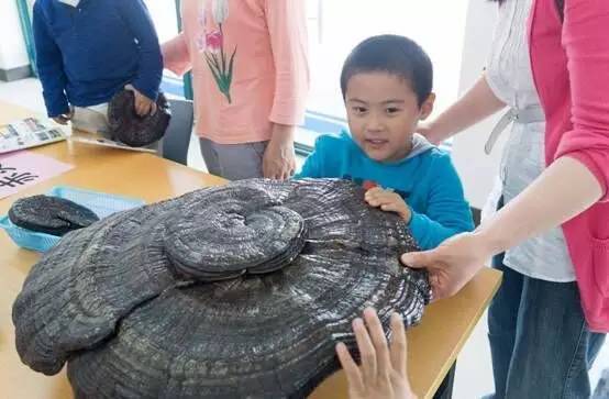 怎样选购灵芝孢子粉,上海农科院专卖店官网灵芝孢子粉