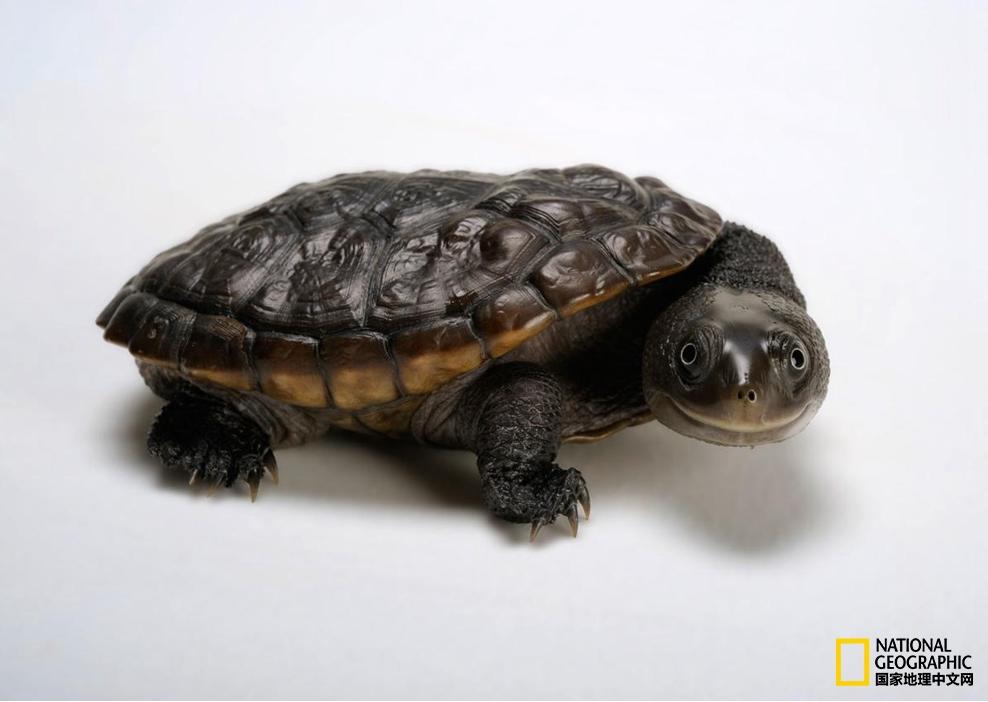 小乌龟生日礼物,小乌龟特别的生日礼物