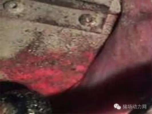 技术警惕!夏季母猪产后流脓增多,需紧急预防处理