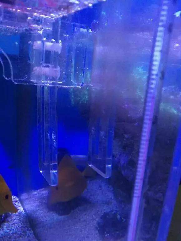 海缸变乳白色,海缸从褐藻变绿藻