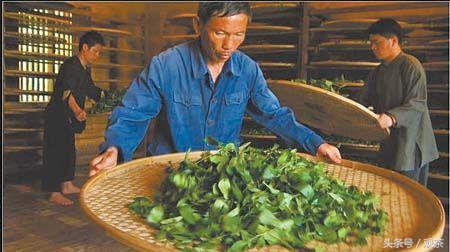 炒青绿茶和烘青绿茶泡出来的区别,杀青炒青和烘青的区别