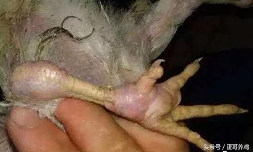 鸡得了滑液囊还能继续养吗,鸡得了滑囊炎还能治好吗