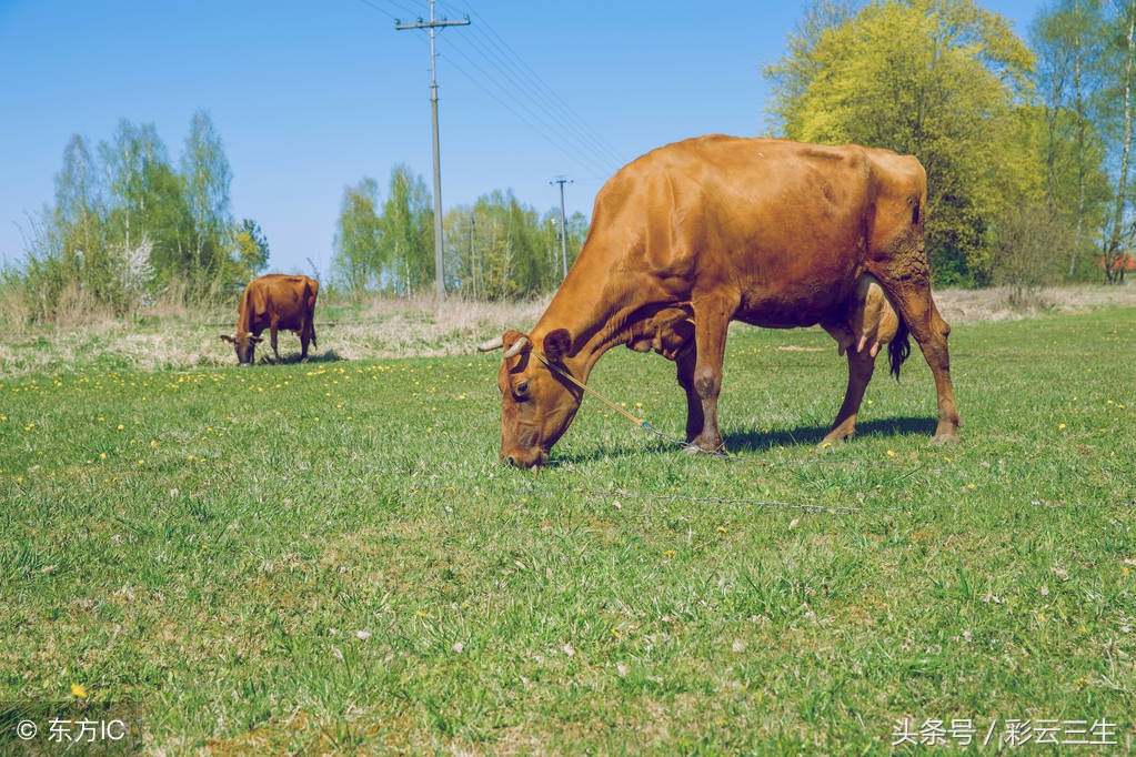 母牛为何屡配不孕,如何治疗母牛屡配不孕