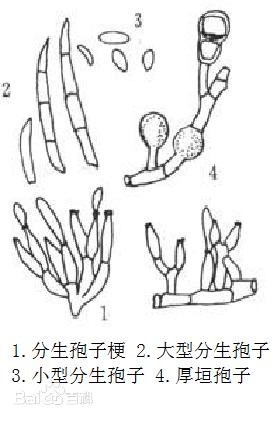 露天西瓜坐瓜期枯萎病怎么治疗,西瓜根施多菌灵能治枯萎病吗