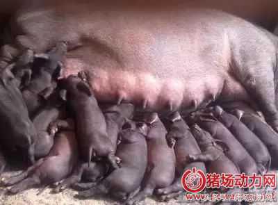 怀孕母猪不吃食怎么打针,母猪怀孕不吃不拉怎么办