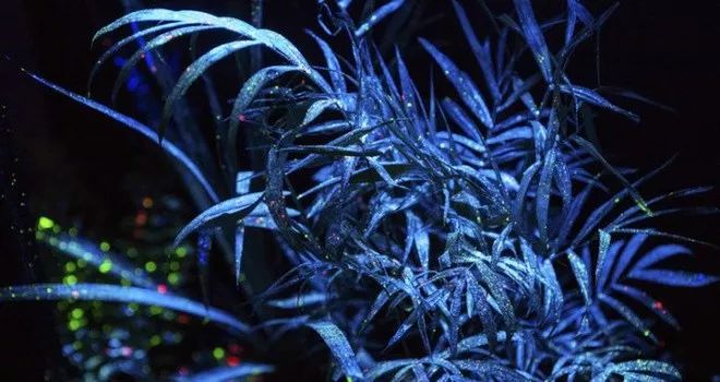 加拿大奇幻森林,加拿大魔法森林风景