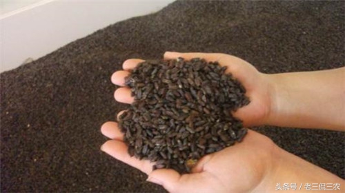 农村致富都有哪些好项目,农村5个致富项目